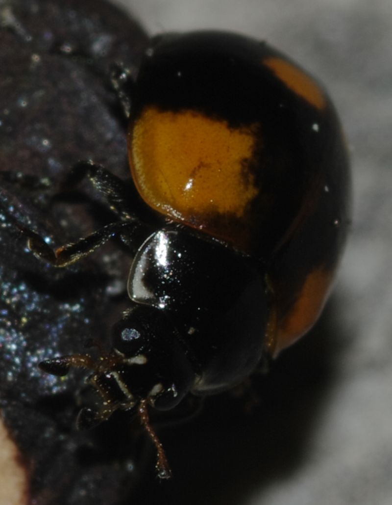 Coccinella 3 - Adalia bipunctata